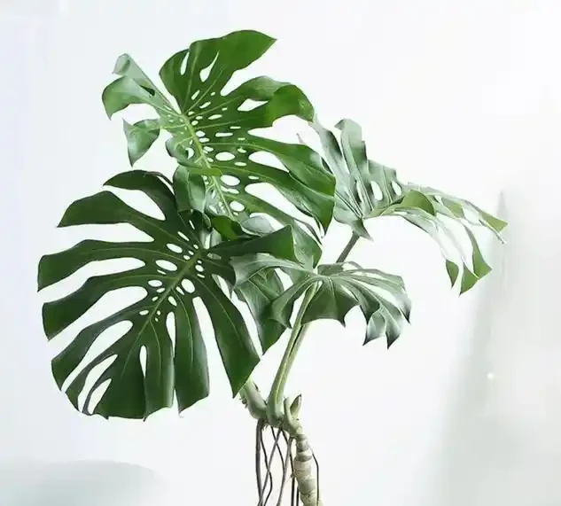龜背芋養半年還是「小菜葉」?趕緊停手!老花匠:餵它這「兩種水」,葉子比臉大、老樁穩如樹
