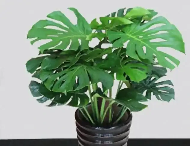 龜背芋養半年還是「小菜葉」?趕緊停手!老花匠:餵它這「兩種水」,葉子比臉大、老樁穩如樹