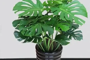 龜背芋養半年還是「小菜葉」？趕緊停手！老花匠：餵它這「兩種水」，葉子比臉大、老樁穩如樹