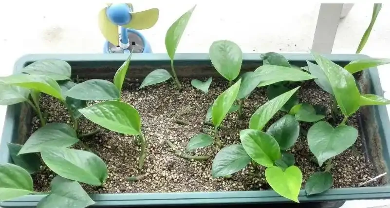 新手必看！黃金葛插枝技巧，隨手一插就成活，不用再買新苗
