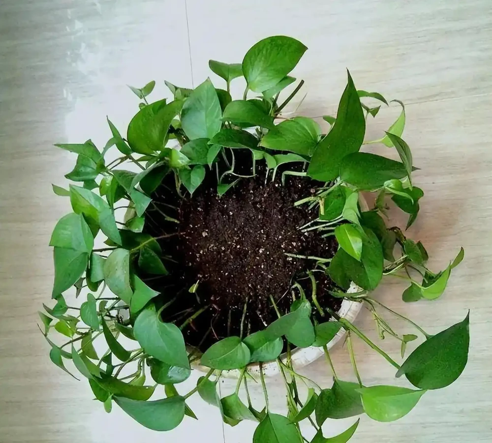 新手必看！黃金葛插枝技巧，隨手一插就成活，不用再買新苗