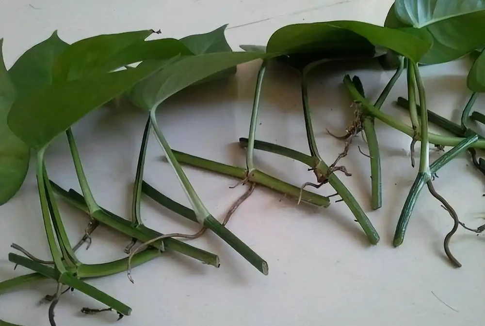 新手必看！黃金葛插枝技巧，隨手一插就成活，不用再買新苗