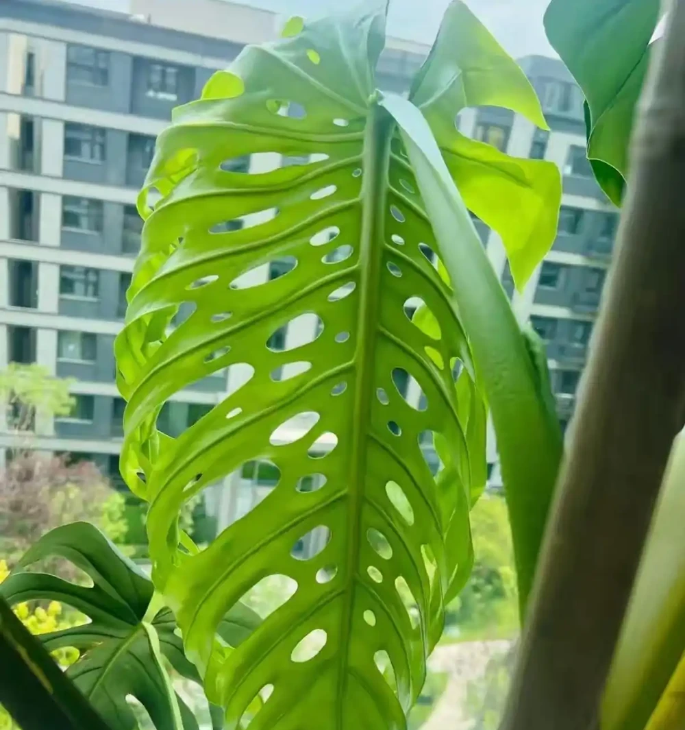 龜背芋長到2米是種什麼體驗?上海花友:甜蜜的煩惱,客廳都快裝不下了