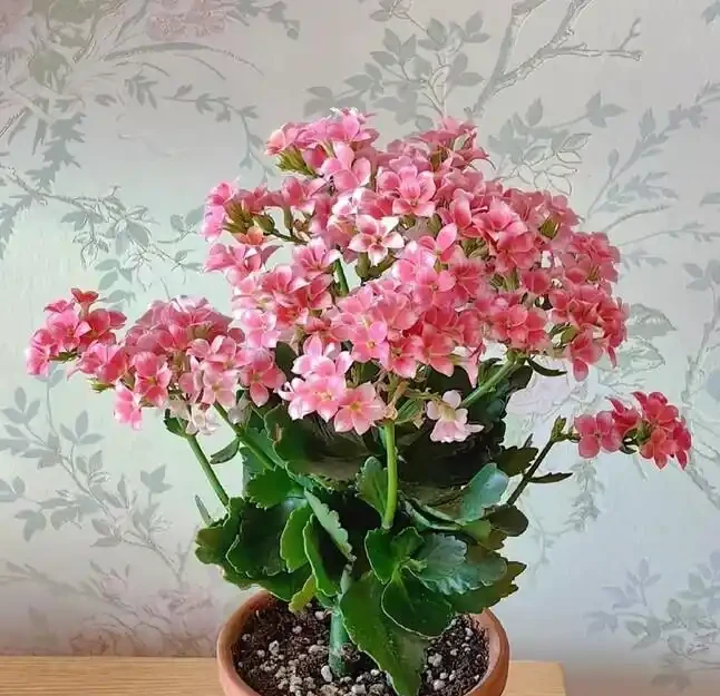 澆花光加水可不行！加這倆料，葉子綠得發光，一週爆花，美翻啦