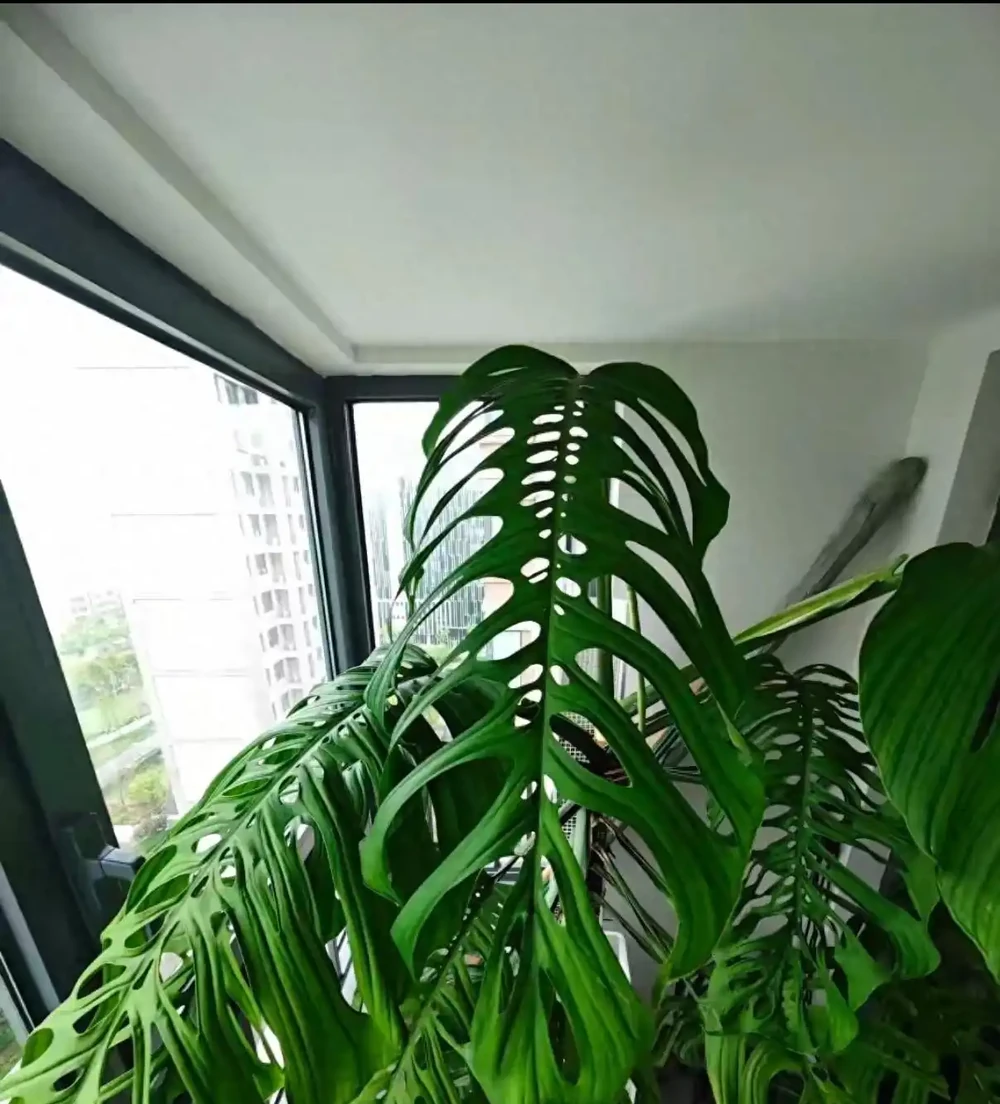 龜背芋長到2米是種什麼體驗?上海花友:甜蜜的煩惱,客廳都快裝不下了