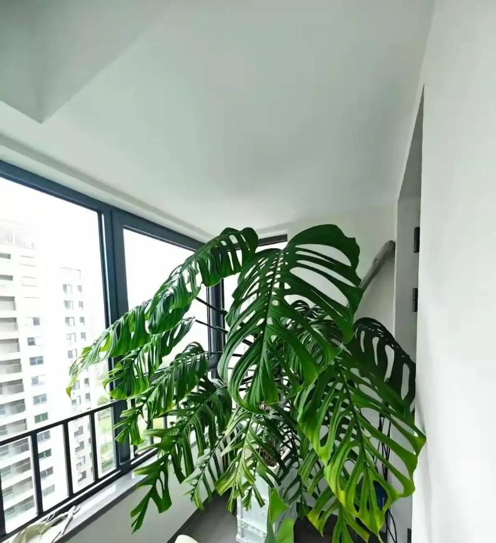 龜背芋長到2米是種什麼體驗?上海花友:甜蜜的煩惱,客廳都快裝不下了