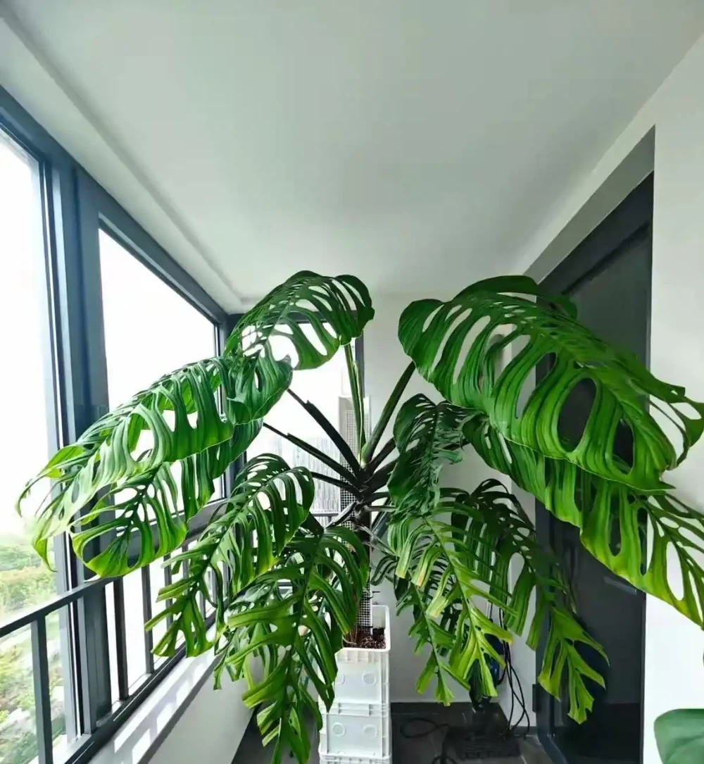 龜背芋長到2米是種什麼體驗?上海花友:甜蜜的煩惱,客廳都快裝不下了