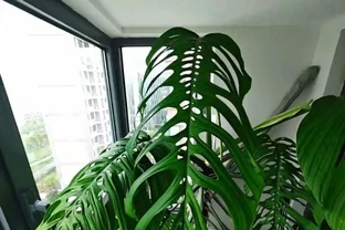 龜背芋長到2米是種什麼體驗？上海花友：甜蜜的煩惱，客廳都快裝不下了