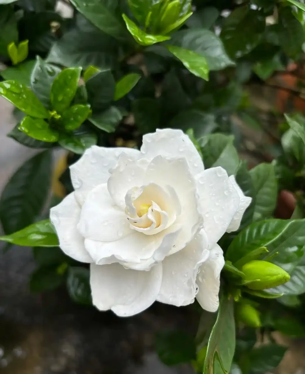 老一輩留下的養花招:這5種花是「酒鬼」,喂點酒蹭蹭長