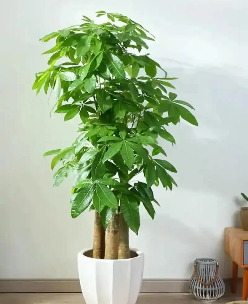 老一輩留下的養花招:這5種花是「酒鬼」,喂點酒蹭蹭長