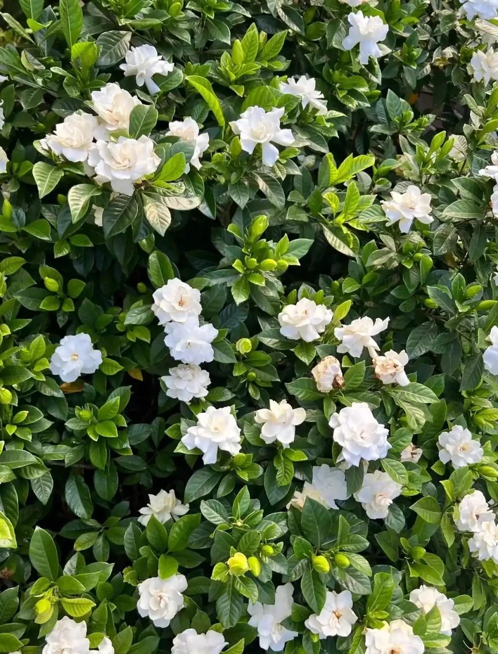 老一輩留下的養花招:這5種花是「酒鬼」,喂點酒蹭蹭長