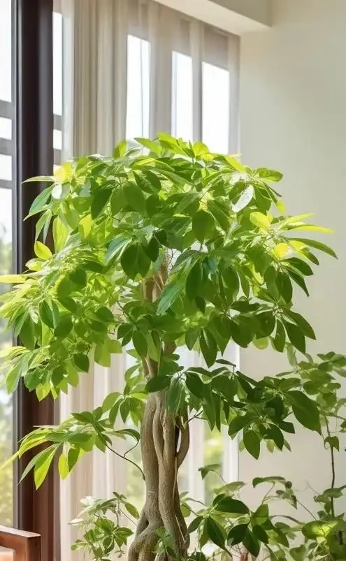 老一輩留下的養花招:這5種花是「酒鬼」,喂點酒蹭蹭長