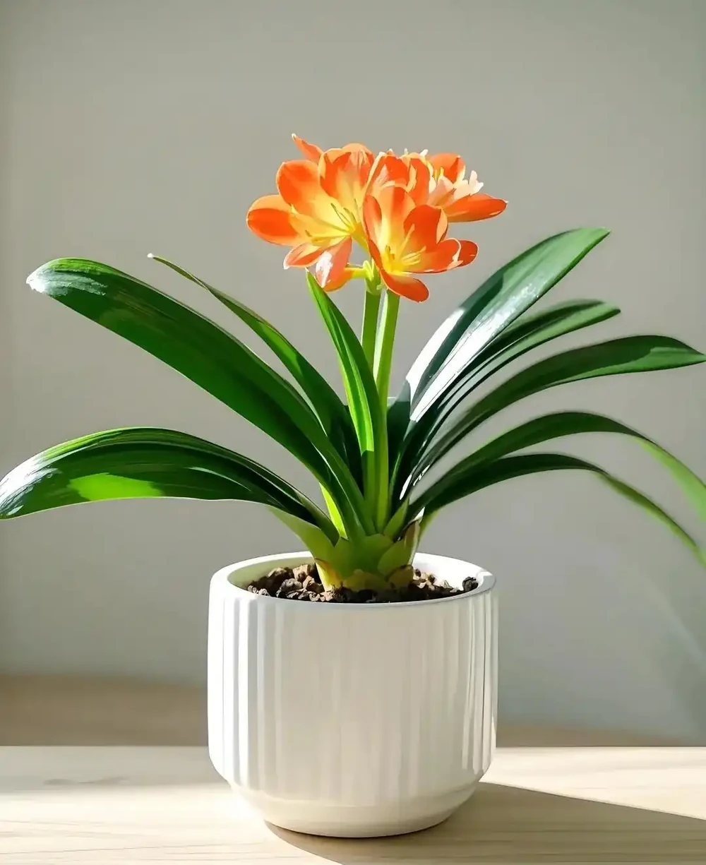 老一輩留下的養花招:這5種花是「酒鬼」,喂點酒蹭蹭長