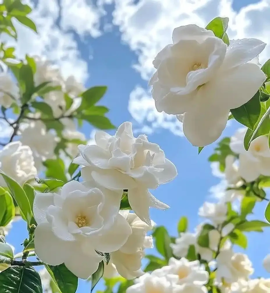 老一輩留下的養花招:這5種花是「酒鬼」,喂點酒蹭蹭長