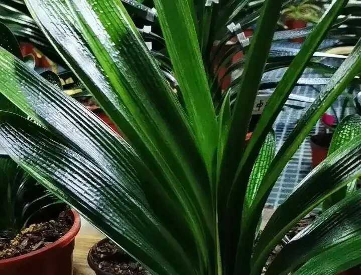 養花千萬別營養液，記住5種水就夠了，能讓你的花長得旺葉子綠