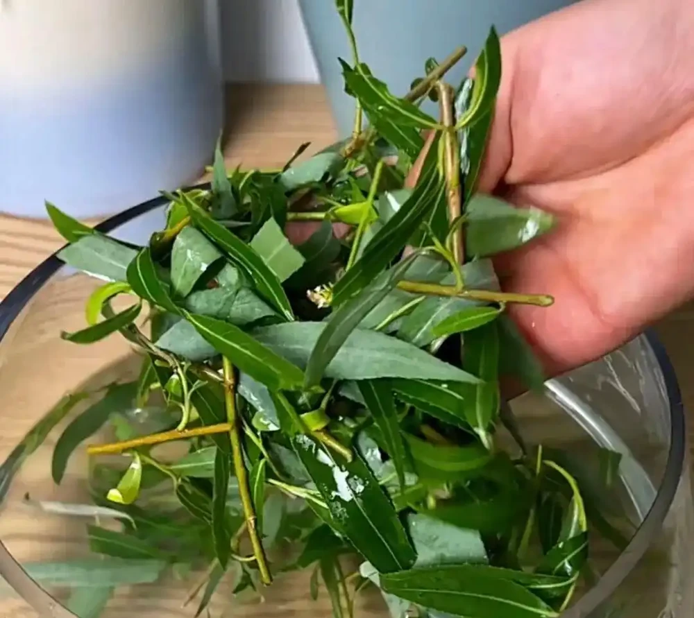 養花千萬別營養液，記住5種水就夠了，能讓你的花長得旺葉子綠