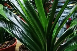 養花千萬別營養液，記住5種水就夠了，能讓你的花長得旺葉子綠