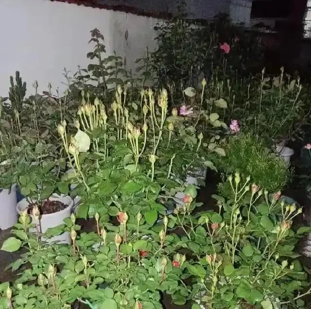 淘米水澆玫瑰炸了陽臺,北方花友一年血淚,救活盆栽還是養活蚊子