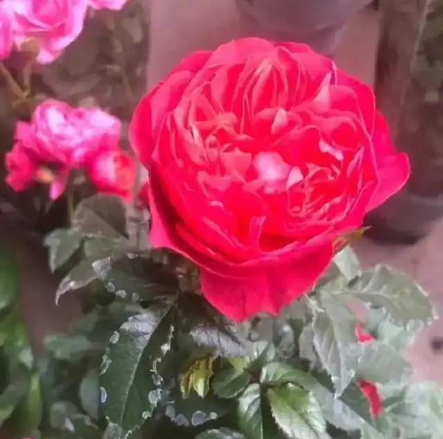 淘米水澆玫瑰炸了陽臺,北方花友一年血淚,救活盆栽還是養活蚊子