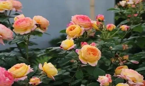 淘米水澆玫瑰炸了陽臺,北方花友一年血淚,救活盆栽還是養活蚊子