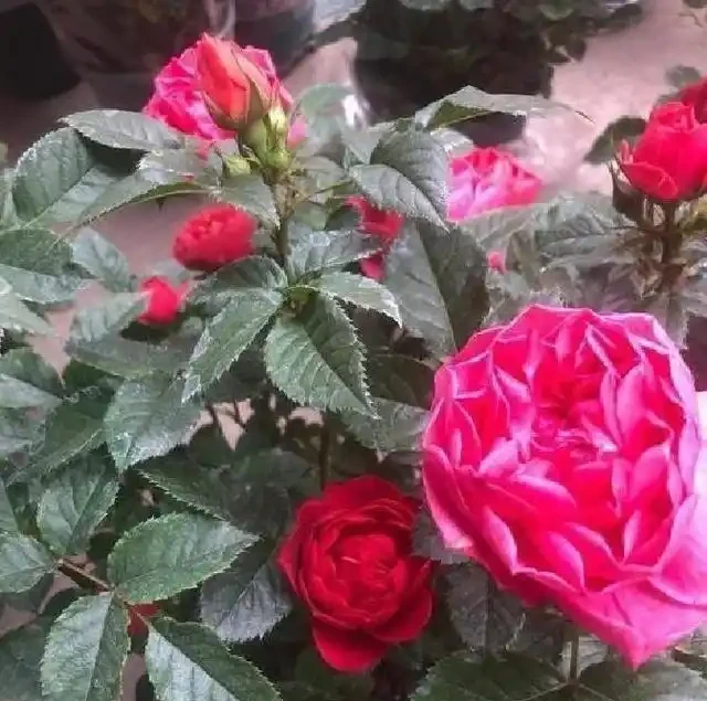 淘米水澆玫瑰炸了陽臺,北方花友一年血淚,救活盆栽還是養活蚊子