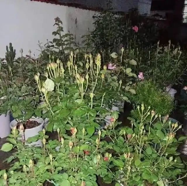 淘米水澆玫瑰炸了陽臺,北方花友一年血淚,救活盆栽還是養活蚊子