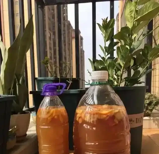 淘米水澆玫瑰炸了陽臺,北方花友一年血淚,救活盆栽還是養活蚊子