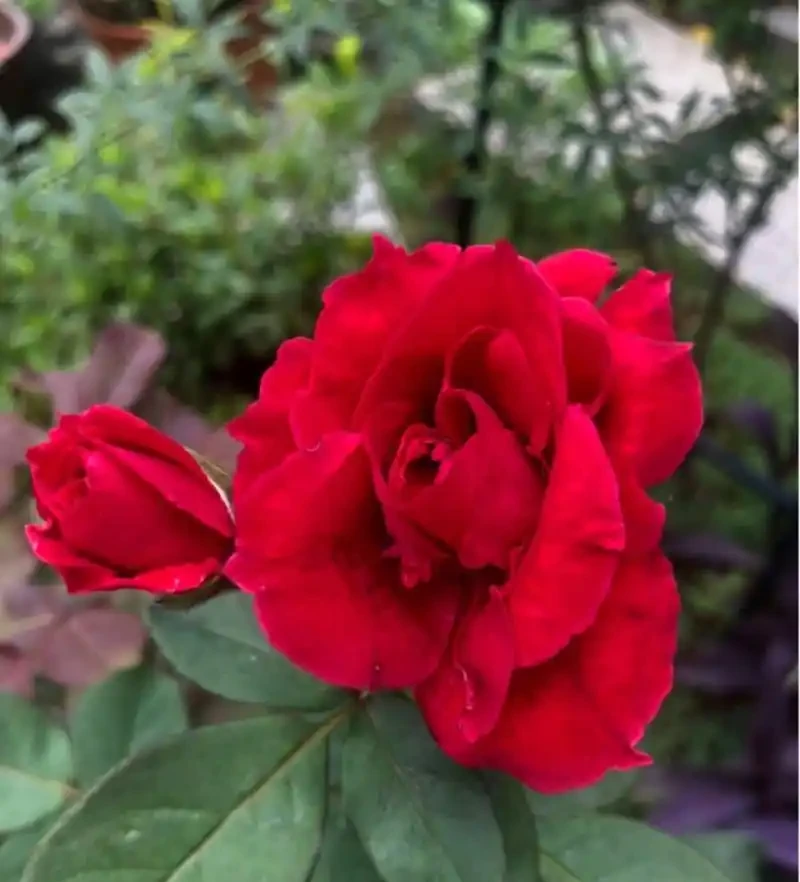 淘米水澆玫瑰炸了陽臺,北方花友一年血淚,救活盆栽還是養活蚊子