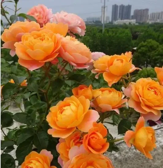 淘米水澆玫瑰炸了陽臺,北方花友一年血淚,救活盆栽還是養活蚊子