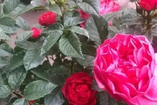 淘米水澆玫瑰炸了陽臺，北方花友一年血淚，救活盆栽還是養活蚊子