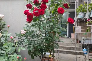 玫瑰開花少？分享開花期前養護經驗