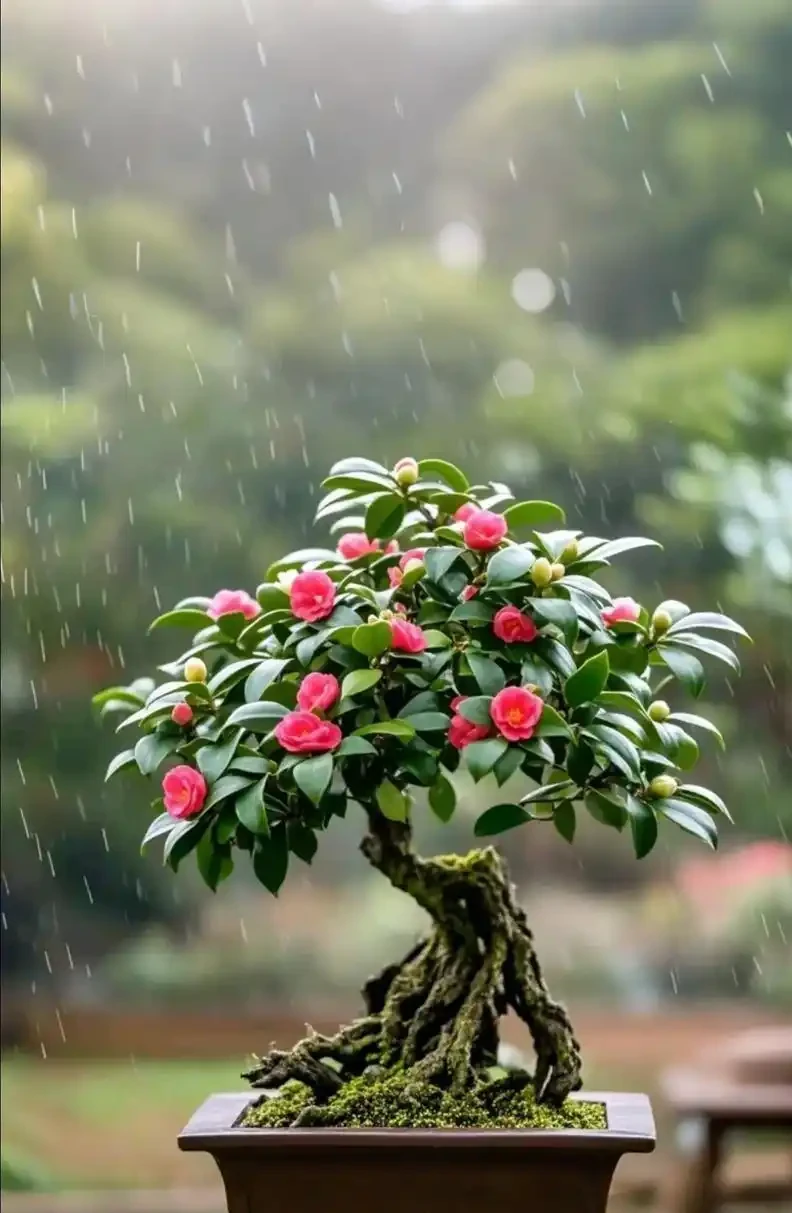 茶花養不好?記住這「3個關鍵點」,新手也能養成幾十年老樁,開花滿枝不掉苞