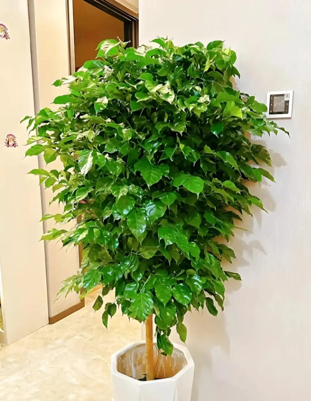 客廳有樹氣度不凡!這6種樹鎮宅又招財,一進門就知家境好