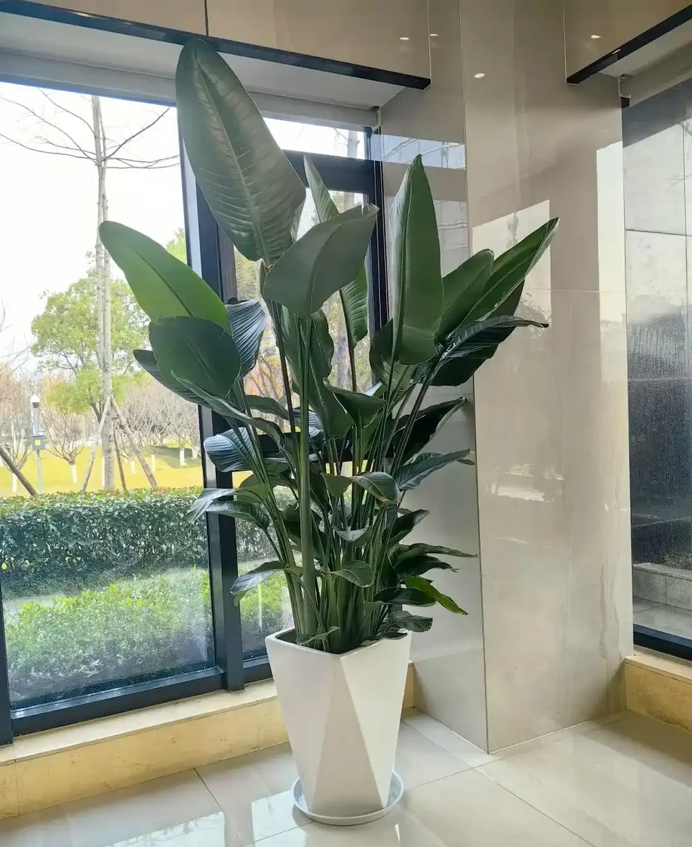 客廳有樹氣度不凡!這6種樹鎮宅又招財,一進門就知家境好