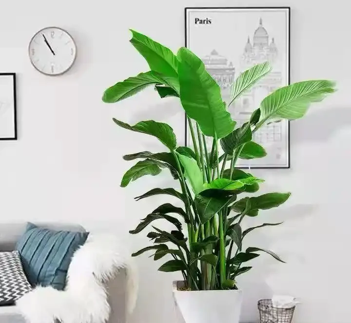 適合陽光房種植的大型樹：這十種讓鄰居眼紅的巨型白鶴芋，陽光房秒變北歐森林