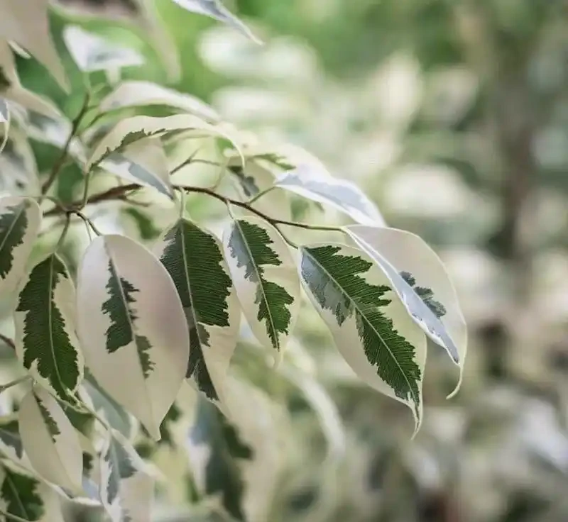 適合陽光房種植的大型樹：這十種讓鄰居眼紅的巨型白鶴芋，陽光房秒變北歐森林