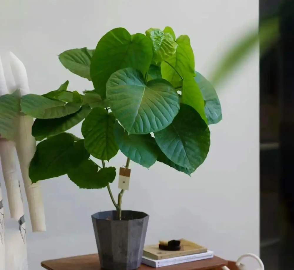 適合陽光房種植的大型樹：這十種讓鄰居眼紅的巨型白鶴芋，陽光房秒變北歐森林