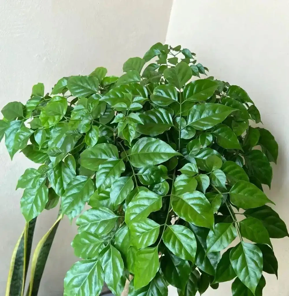 養了8年幸福樹的老花匠告訴你:葉子捲曲下垂別慌,先做這3步再對症下藥