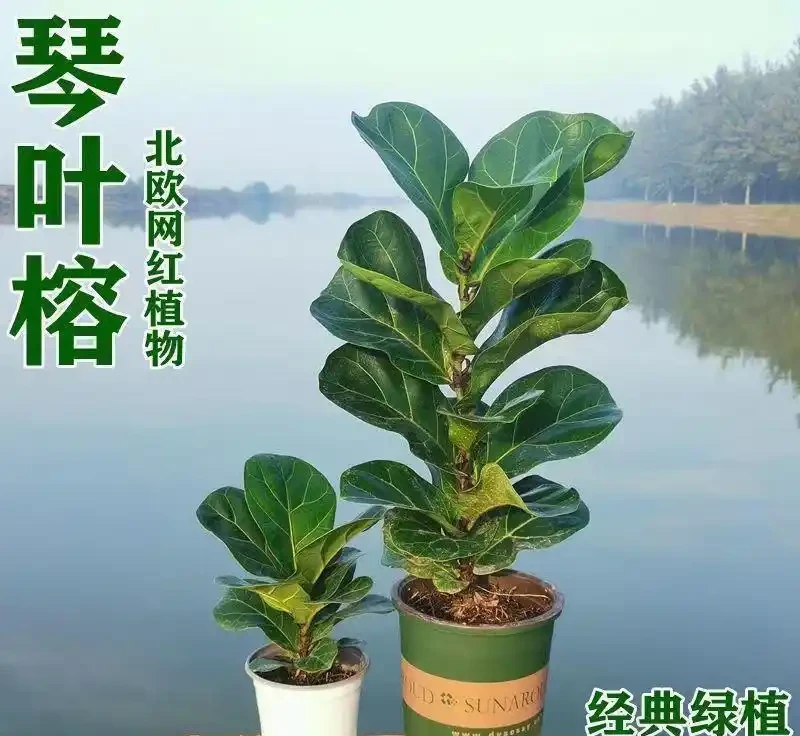 適合陽光房種植的大型樹：這十種讓鄰居眼紅的巨型白鶴芋，陽光房秒變北歐森林