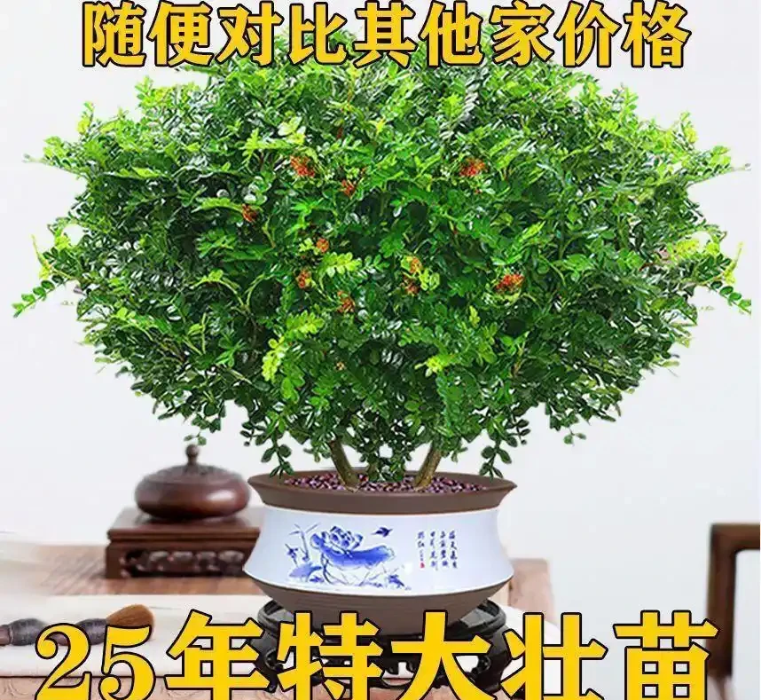 適合陽光房種植的大型樹：這十種讓鄰居眼紅的巨型白鶴芋，陽光房秒變北歐森林