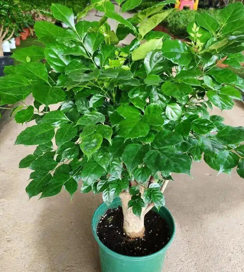 養了8年幸福樹的老花匠告訴你:葉子捲曲下垂別慌,先做這3步再對症下藥