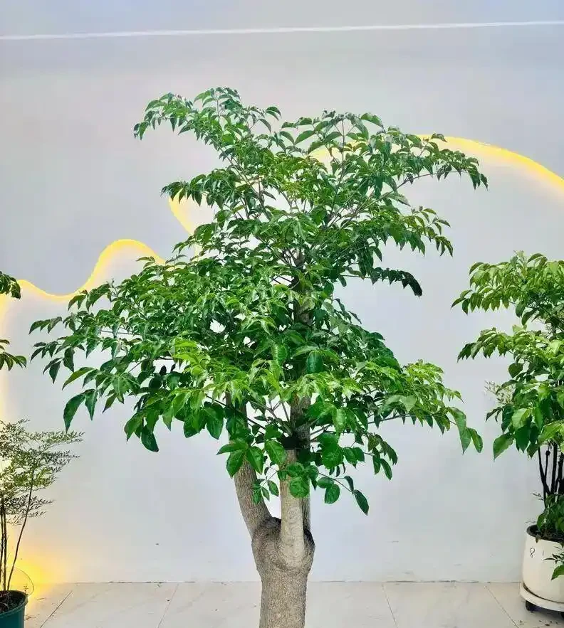 養了8年幸福樹的老花匠告訴你:葉子捲曲下垂別慌,先做這3步再對症下藥