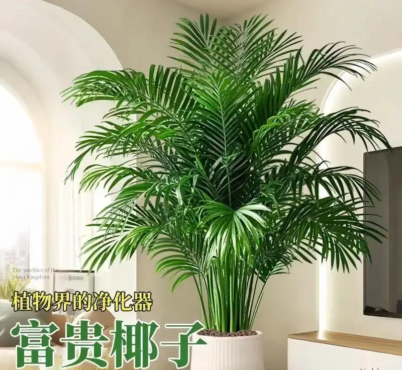 適合陽光房種植的大型樹：這十種讓鄰居眼紅的巨型白鶴芋，陽光房秒變北歐森林