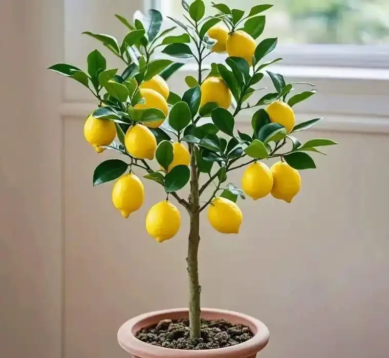適合陽光房種植的大型樹：這十種讓鄰居眼紅的巨型白鶴芋，陽光房秒變北歐森林