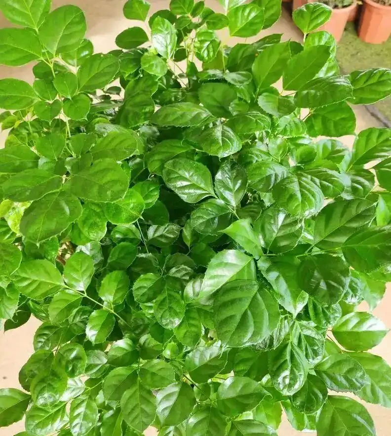 養了8年幸福樹的老花匠告訴你:葉子捲曲下垂別慌,先做這3步再對症下藥