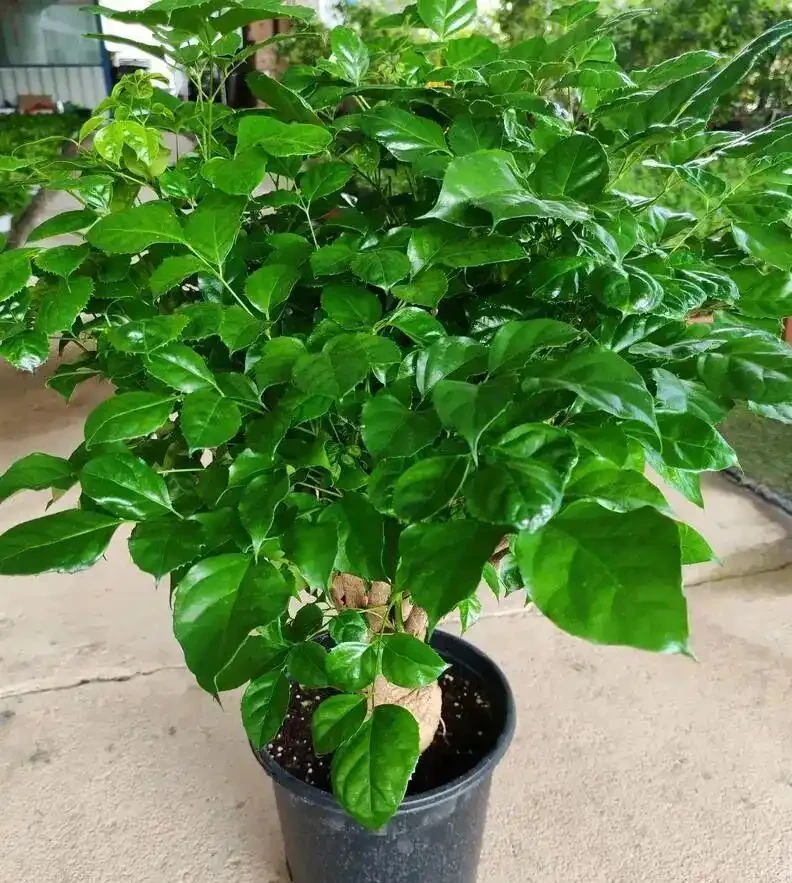 養了8年幸福樹的老花匠告訴你:葉子捲曲下垂別慌,先做這3步再對症下藥
