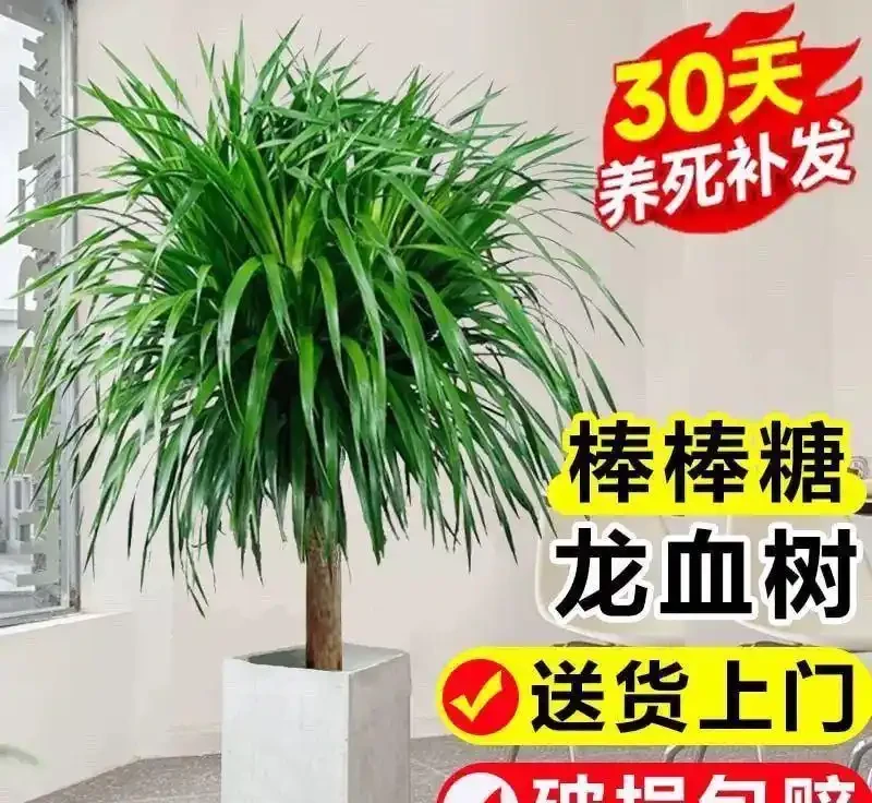 適合陽光房種植的大型樹：這十種讓鄰居眼紅的巨型白鶴芋，陽光房秒變北歐森林