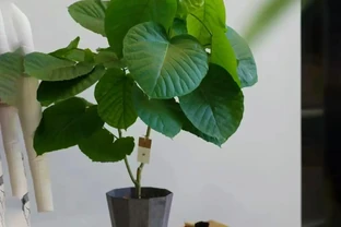 適合陽光房種植的大型樹：這十種讓鄰居眼紅的巨型白鶴芋，陽光房秒變北歐森林