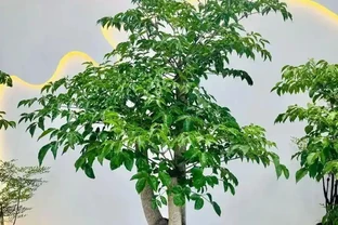 養了8年幸福樹的老花匠告訴你：葉子捲曲下垂別慌，先做這3步再對症下藥