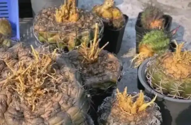 買回來的仙人掌球乾癟腐根？老花匠教你5個關鍵操作，新手也能養出胖球球